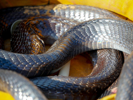 Cobra Snake close up picture, placed in a basket