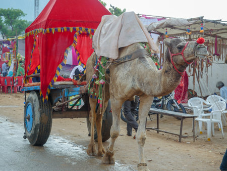 Pushkar, Rajasthan / India - November 5, 2019 : Decorated Camel Cart in Indian desert city pushkar for tourists and travelers.のeditorial素材