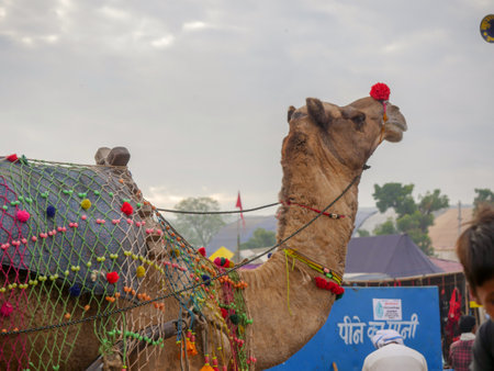 Pushkar, Rajasthan / India - November 5, 2019 : Decorated Camel Face Close up Picture in Indian desert rural villageのeditorial素材