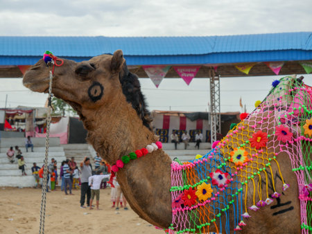 Pushkar, Rajasthan / India - November 5, 2019 : Decorated Camel Face Close up Picture in Indian desert rural villageのeditorial素材