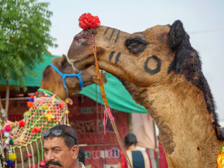 Pushkar, Rajasthan / India - November 5, 2019 : Decorated Camel Face Close up Picture in Indian desert rural villageのeditorial素材