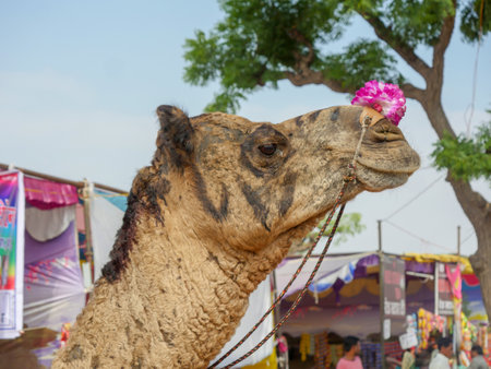 Pushkar, Rajasthan / India - November 5, 2019 : Decorated Camel Face Close up Picture in Indian desert rural villageのeditorial素材