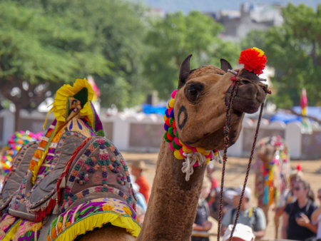 Pushkar, Rajasthan / India - November 5, 2019 : Decorated Camel Face Close up Picture in Indian desert rural villageのeditorial素材