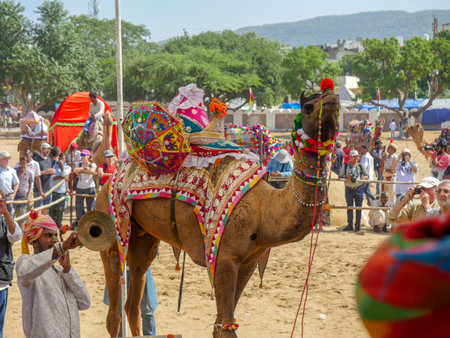 Pushkar, Rajasthan / India - November 5, 2019 : camel dance competition in Indiaâs biggest camel festival âPushkar camel fairâ.のeditorial素材