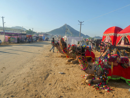 Pushkar, Rajasthan / India - November 5, 2019 : Camels herd gathered for trade at Indiaâ€™s...