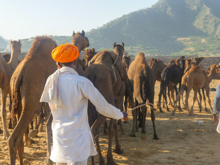 Pushkar, Rajasthan / India - November 5, 2019 : Camels herd gathered for trade at Indiaâs biggest camel desert festival âPushkar camel fairâ.のeditorial素材