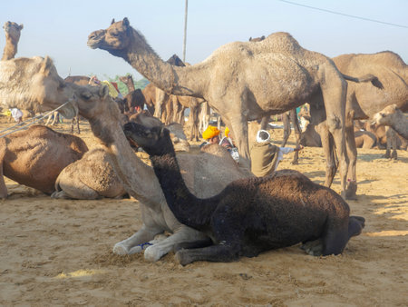 Pushkar, Rajasthan / India - November 5, 2019 : Camels herd gathered for trade at Indiaâs biggest camel desert festival âPushkar camel fairâ.のeditorial素材
