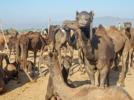 Pushkar, Rajasthan / India - November 5, 2019 : Camels herd gathered for trade at Indiaâs biggest camel desert festival âPushkar camel fairâ.のeditorial素材