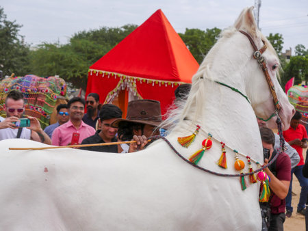 Pushkar, Rajasthan India - November 05, 2019 : horses gathered for trade at Indiaâs top cattle festival at Pushkar Camel Fair.のeditorial素材