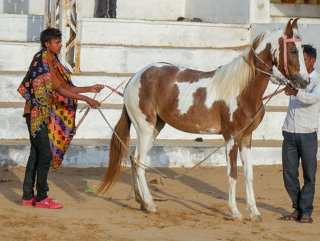 Pushkar, Rajasthan India - November 05, 2019 : horses gathered for trade at Indiaâs top cattle festival at Pushkar Camel Fair.のeditorial素材