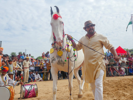 Pushkar, Rajasthan India - November 05, 2019 : horses gathered for trade at Indiaâs top cattle festival at Pushkar Camel Fair.のeditorial素材