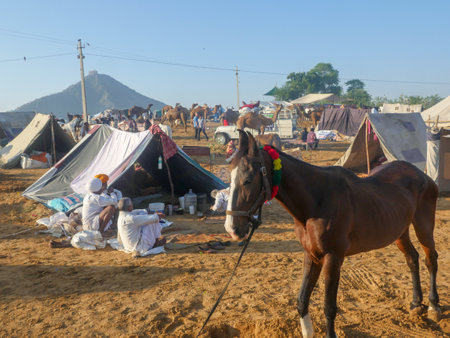 Pushkar, Rajasthan India - November 05, 2019 : Display of horses for trade at Indiaâs top cattle festival at Pushkar Camel Fair.のeditorial素材