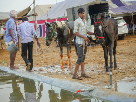 Pushkar, Rajasthan India - November 05, 2019 : Display of horses for trade at Indiaâs top cattle festival at Pushkar Camel Fair.のeditorial素材