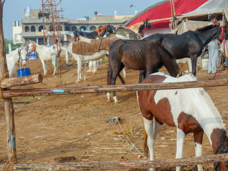 Pushkar, Rajasthan India - November 05, 2019 : Display of horses for trade at Indiaâs top cattle festival at Pushkar Camel Fair.のeditorial素材