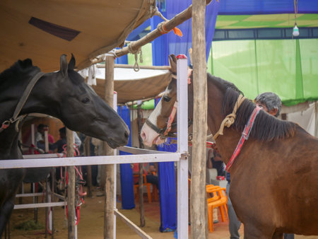 Pushkar, Rajasthan India - November 05, 2019 : Display of horses for trade at Indiaâs top cattle festival at Pushkar Camel Fair.のeditorial素材