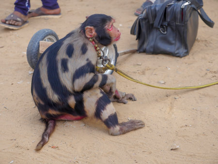 Pushkar, Rajasthan / India - November 5, 2019 : Painted Monkey, tied by rope, use for monkey dance...