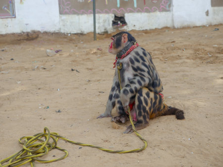 Pushkar, Rajasthan / India - November 5, 2019 : Painted Monkey, tied by rope, use for monkey dance show in india.のeditorial素材
