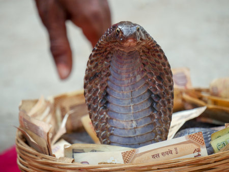 Pushkar, Rajasthan India - November 05, 2019 : Snake Charmer showing black cobra snake in basket on indian street showのeditorial素材