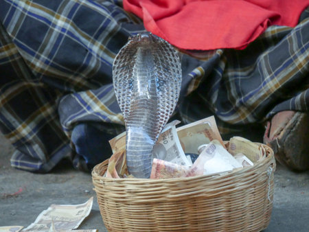 Pushkar, Rajasthan India - November 05, 2019 : Snake Charmer showing black cobra snake in basket on...