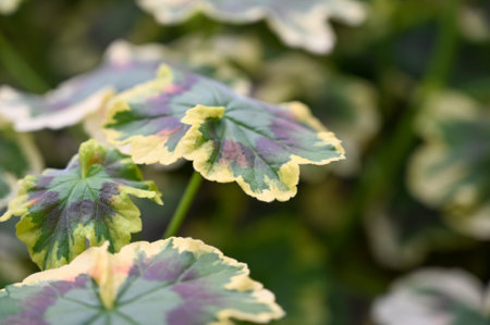 Caladium plant leaves growing in garden. They are often known by the common name elephant ear, heart...
