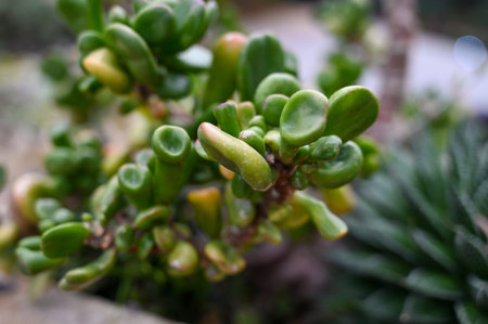 Succulent plants growing in garden. succulent plants, also known as succulents, are plants with parts that are thickened, fleshy, and engorged, usually to retain waterの写真素材