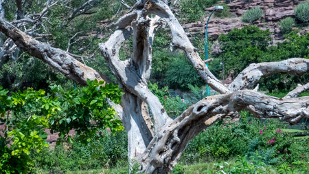 Beautiful old tree have big branch in garden park in india.の写真素材