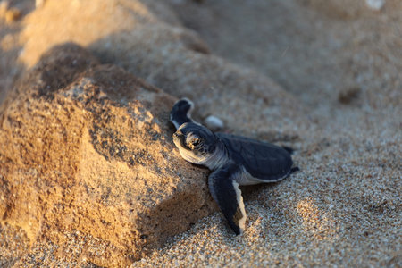 New born turtle resting on a rock. Cute baby turtle in the sand. Hatchlings season in Exmouth,...