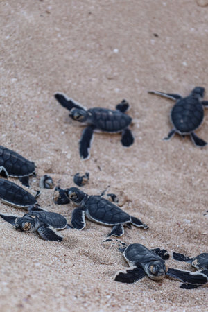 baby sea turtles in the sand on the seashore in the wildの写真素材