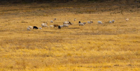 Pasture with herd of grazing goats
