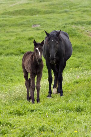 Two razing horses on lush fieldの写真素材