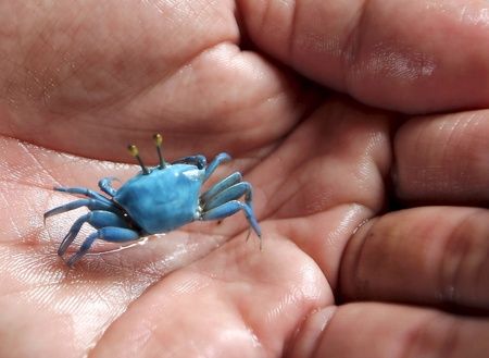 The rare found species of Blue Tiny Crab which caught in village in outskirt of Mukah district..の素材