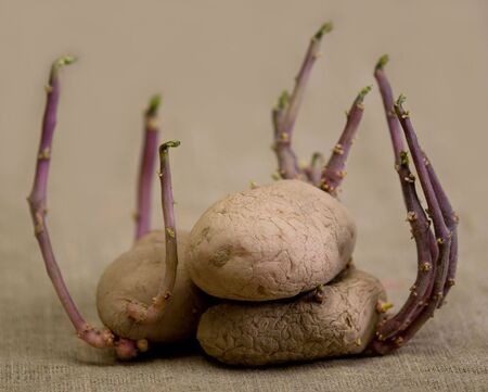 Potato; Raw Potato; Vegetable; Food; Group of Objects; Healthy Eating; Groceries; The sprouted potato; Sprouts; の写真素材