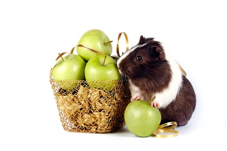 Guinea pigs with apples in a gold basket on a white backgroundの写真素材