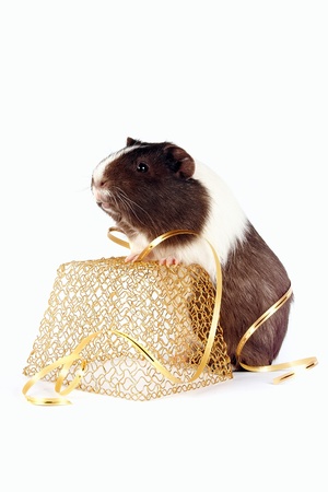 Celebratory Guinea pigs on a white backgroundの写真素材