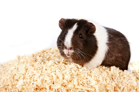 Guinea pigs on sawdustの写真素材