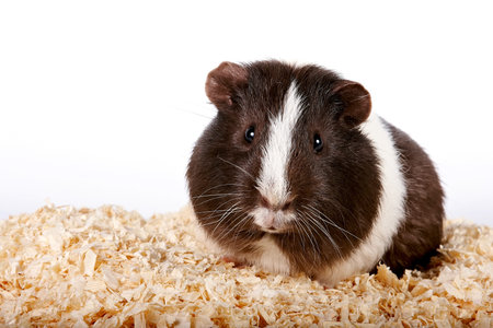 Guinea pigs on sawdust