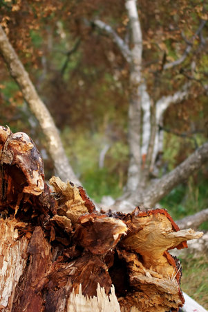 The big fallen tree with thick branchesの写真素材