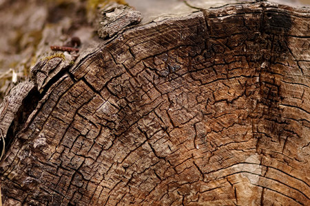 Structure wood a background - a tree trunk Cut