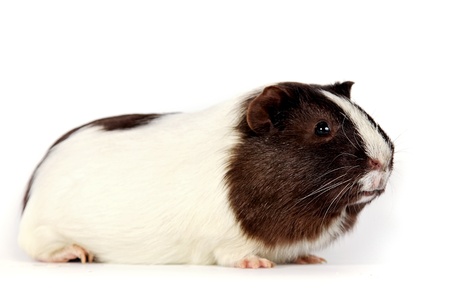 Brown-white curious guinea pigs on a white backgroundの写真素材