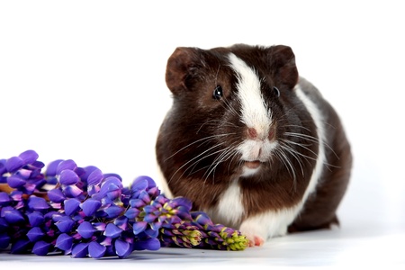 Guinea pig with flowers on a white backgroundの写真素材