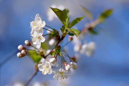 Cherry flowers against the sky