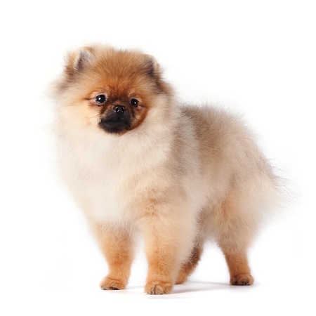 Puppy of a spitz-dog on a white backgroundの写真素材