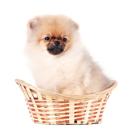 The puppy of a spitz-dog sits on a white backgroundの写真素材