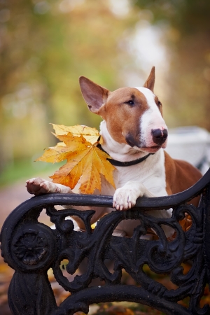 Portrait of a red bull terrier on a bench in the autumn afternoonの写真素材
