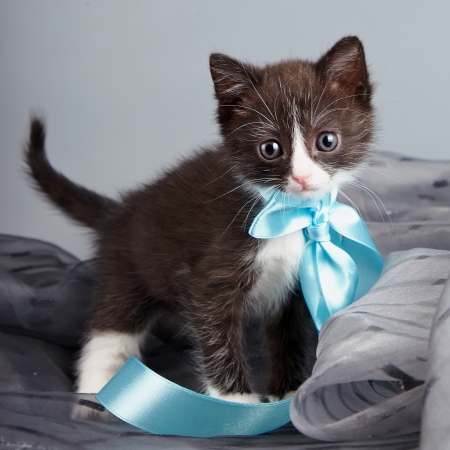 Small kitten with a blue bow on a gray backgroundの写真素材