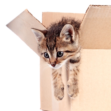 Kitten in a box on a white background