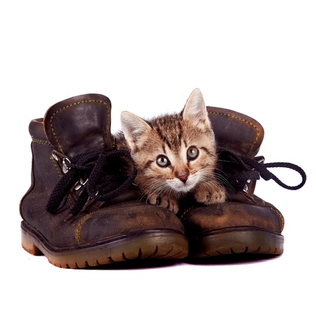 Kitten and boots on a white backgroundの写真素材