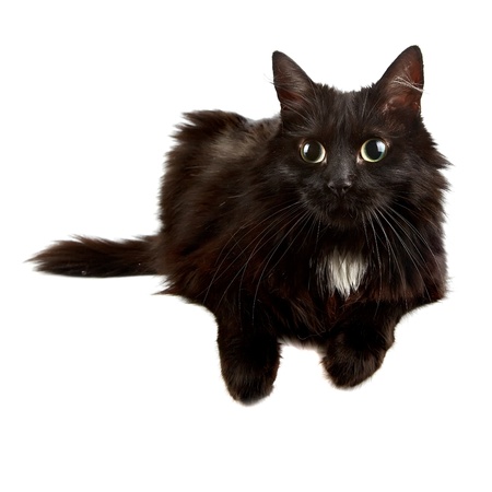 Black cat on a white backgroundの写真素材