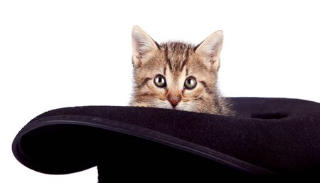 The kitten sits in a black hatの写真素材