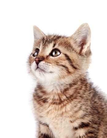 Portrait of a kitten on a white backgroundの写真素材